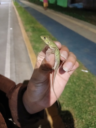 Black Spiny-tailed Iguana