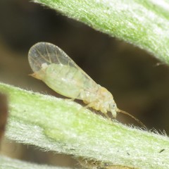 Cacopsylla alba