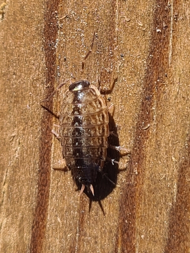 Common Striped Woodlouse
