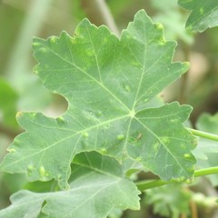Bactericera lavaterae