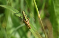 Bermius brachycerus