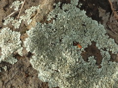 Xanthoparmelia scabrosa