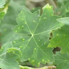 Bactericera lavaterae