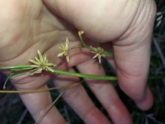 Isolepis prolifera