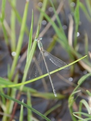 Lestes concinnus