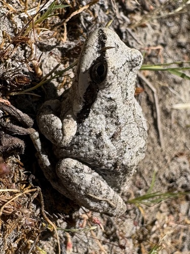 iNaturalist observation photo of Pacific chorus frog