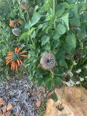 Leonotis nepetifolia nepetifolia