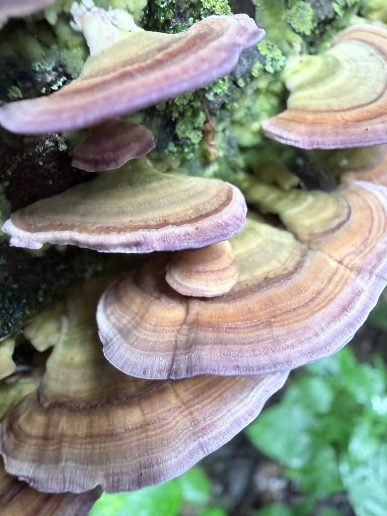 violet-toothed polypore · July 2026 · photo: Photo: (c) Erica Tava Johnson, some rights reserved (CC BY) · iNaturalist