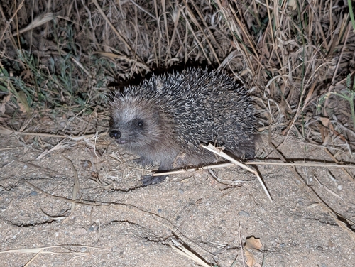 Common Hedgehog