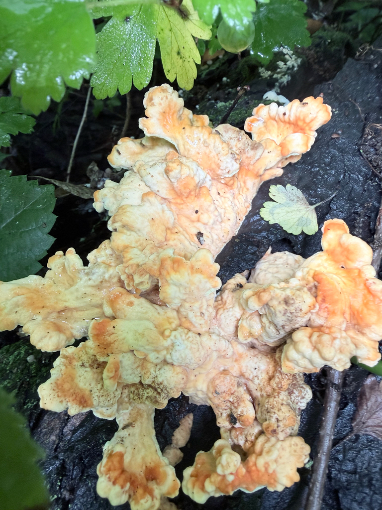 chicken of the woods · July 2026 · photo: Photo: (c) Erica Tava Johnson, some rights reserved (CC BY) · iNaturalist