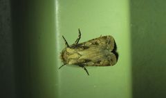 Agrotis interjectionis