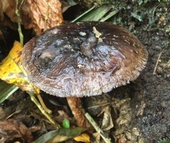 Pluteus microspermus