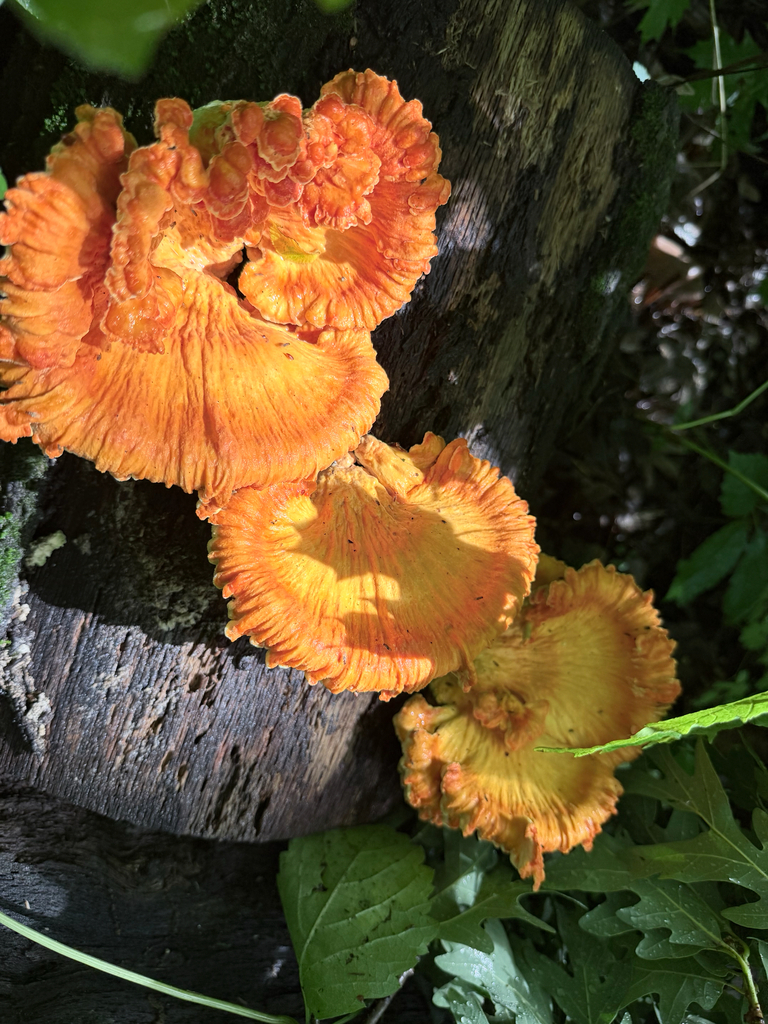 chicken of the woods · July 2026 · photo: Photo: (c) Erica Tava Johnson, some rights reserved (CC BY) · iNaturalist