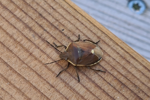Chlorochroa pinicola