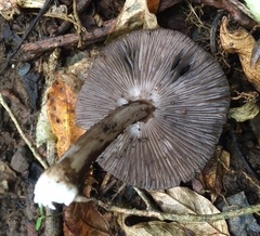 Pluteus microspermus