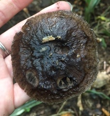 Pluteus microspermus