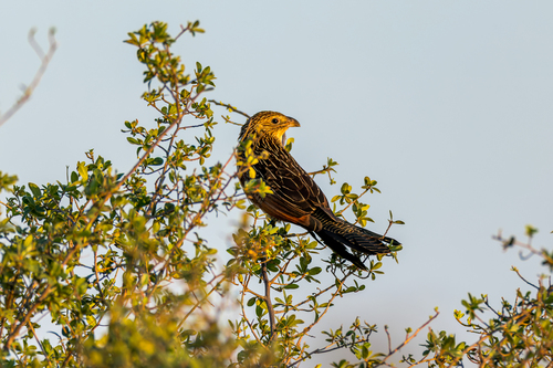 iNaturalist image