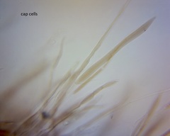 Pluteus microspermus