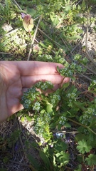 Valerianella turgida