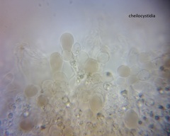 Pluteus microspermus