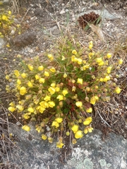 Potentilla heptaphylla