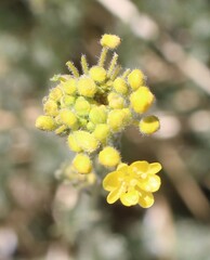 Descurainia bourgaeana, photograph (c) Lídia Carrera, some rights reserved (CC BY)