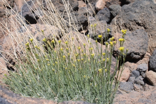 Descurainia bourgaeana, photograph 5