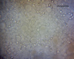 Pluteus microspermus