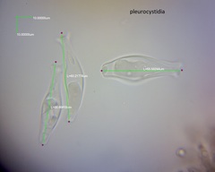 Pluteus microspermus