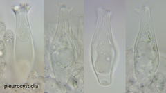 Pluteus microspermus