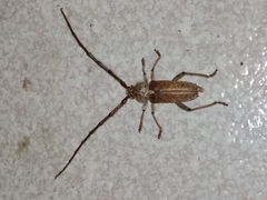 Gnaphalodes trachyderoides