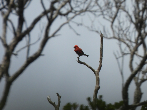 Himatione sanguinea observed 2026-06-28