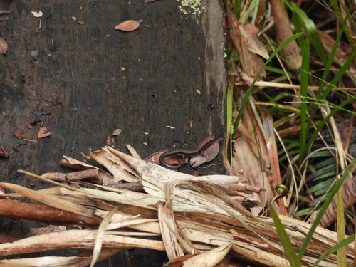 Lampropholis delicata observed 2026-06-28