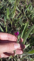 Vicia sativa amphicarpa