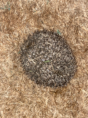 Common Hedgehog