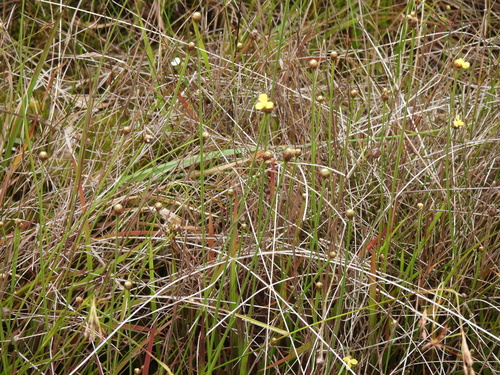 Xyris complanata observed 2026-06-28