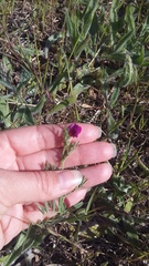 Vicia sativa amphicarpa