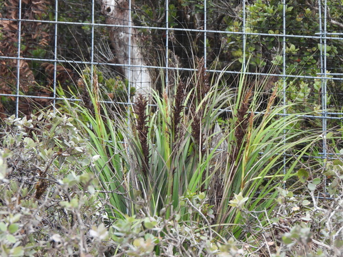 Gahnia beecheyi observed 2026-06-28
