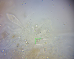 Pluteus microspermus