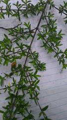 Coprosma microcarpa