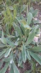 Stachys cretica