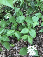 Viburnum phlebotrichum