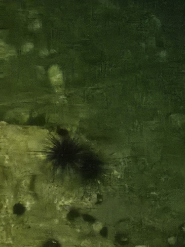 Black Longspine Urchin