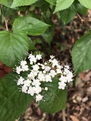 Viburnum phlebotrichum