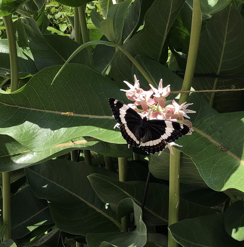 Western White Admiral