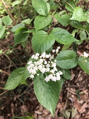 Viburnum phlebotrichum