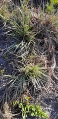 Spinifex sericeus