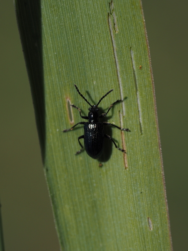 Blaues Getreidehähnchen