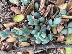 Corpuscularia