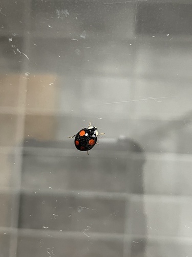 Asian Lady Beetle